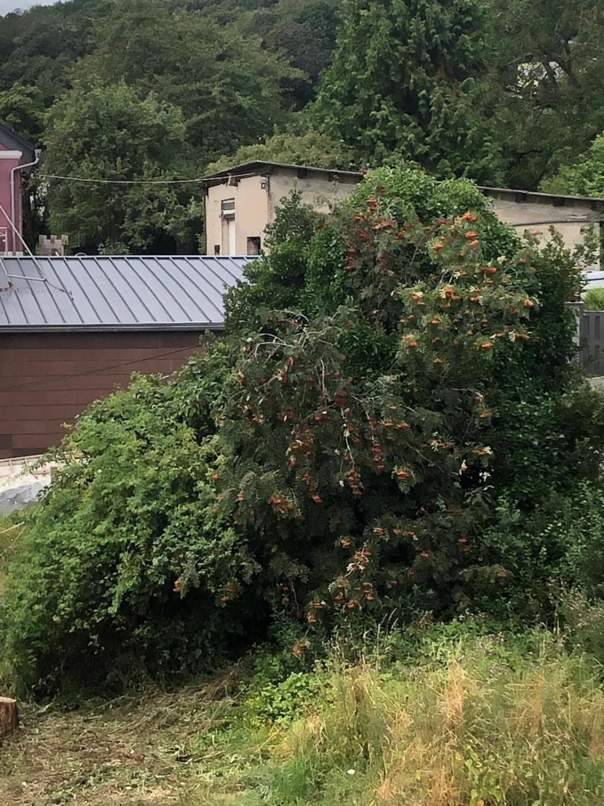 Neu Renovierte Wohnung In Alter Schule Hattgenstein Kültér fotó