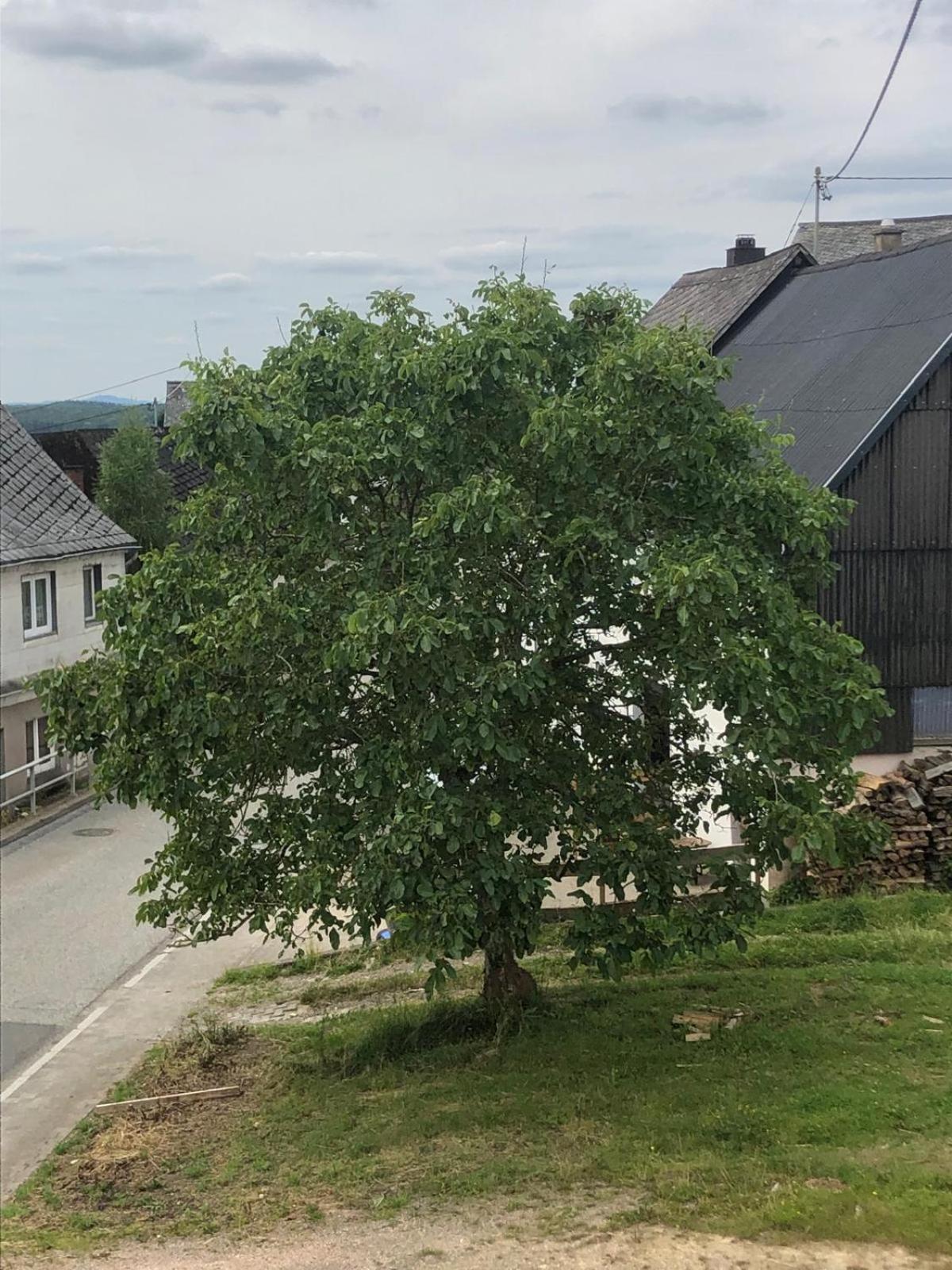 Neu Renovierte Wohnung In Alter Schule Hattgenstein Kültér fotó